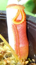 edwardsiana3.jpg
