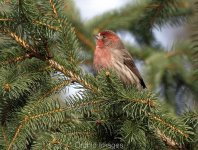 expman.pl?rm=view_photo&photo_id=finch18&file=finch1_medium.jpg