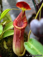 cp-may2012-tmcross001.jpg