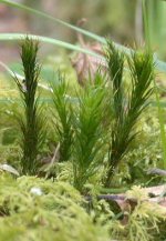 070505-polytrichum-sp.jpg