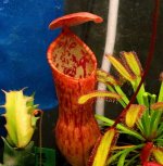 IMG_1857.jpg