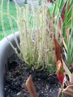 filiformis.jpg filiformis.jpg