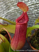 cp-may2012-tmcross002.jpg