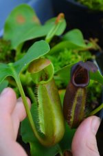 Nepenthes 120113 new.jpg Nepenthes 120113 new.jpg
