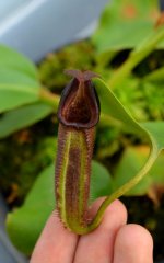 Nepenthes 120113 new2.jpg Nepenthes 120113 new2.jpg