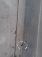 leech2.jpg