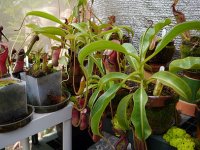cp-may2012-greenhouse003.jpg
