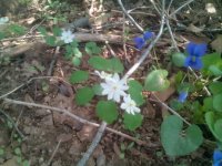 IMG_20150503_160332.jpg