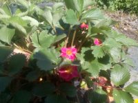 IMG_20150503_160029.jpg