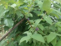 IMG_20150517_095548.jpg