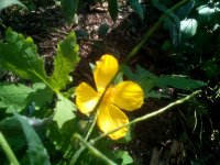 IMG_20150608_172659.jpg