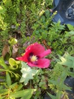 IMG_20150612_071601.jpg