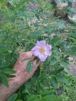 IMG_20150621_160955.jpg