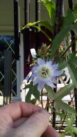 IMG_20150710_071238.jpg