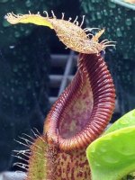 Robcantleyi x hamata 20150713.jpg