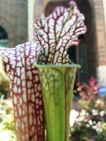 IMG_4622.JPG IMG_4622.JPG