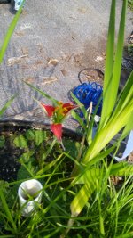 IMG_20150902_120324.jpg