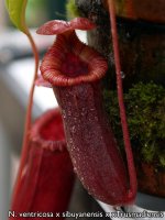 cp-may2012-tmcross006.jpg