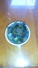 IMG_20160111_113303.jpg