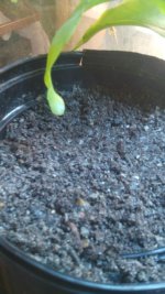 IMG_20160126_120337.jpg