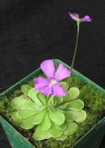 P_ehlersiae2350.JPG