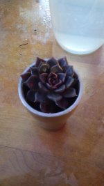 IMG_20160130_080504.jpg