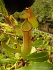 Orchidaceae Nepenthes alata .JPG