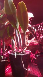 IMG_20160218_063553.jpg