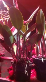 IMG_20160218_063547.jpg