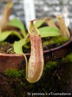 cp-may2012-tmcross007.jpg