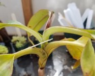 20170421_151003_zpsmfwaysrs.jpg