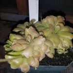 sethosxgypsicola.jpg sethosxgypsicola.jpg