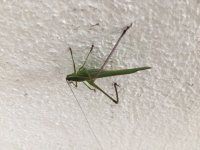 IMG_5424.jpg IMG_5424.jpg