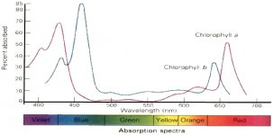 chlorophyll_a_b_spectrum_3.jpg chlorophyll_a_b_spectrum_3.jpg
