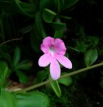Pinguicula mesophytica pink.jpg