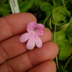 Pinguicula mesophytica splash petal.jpg