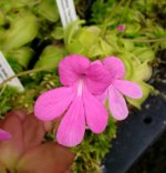 Pinguicula mesophytica Hot Pink.jpg