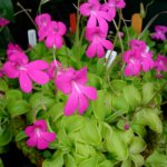 Pinguicula mesophytica specimen.jpg