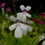 Pinguicula moranensis ANPA detail.jpg