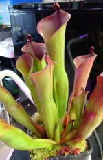 DSC04524.jpg