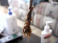 thoreliixtruncata-roots.jpg thoreliixtruncata-roots.jpg