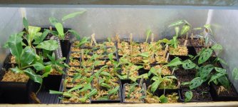 nep_cuttings_2017.jpg nep_cuttings_2017.jpg