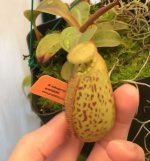 rob (aristo x spectabilis).jpg rob (aristo x spectabilis).jpg