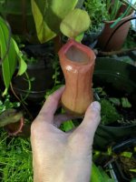 new ventricosa.jpg