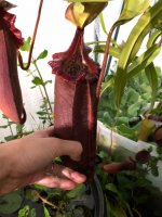densiflora x robcantleyi.jpg
