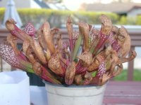 Sarracenia Scarlet Belle 4-1-10.jpg