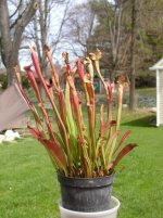 Sarracenia Dana's Delight 4-1-10.jpg