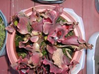 Sarracenia purpurea 4-1-10 b.jpg