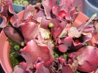 Sarracenia purpurea 4-1-10 a.jpg