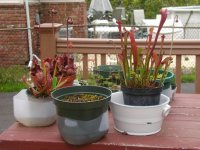 April 20 2010 after cleaning up 2.jpg